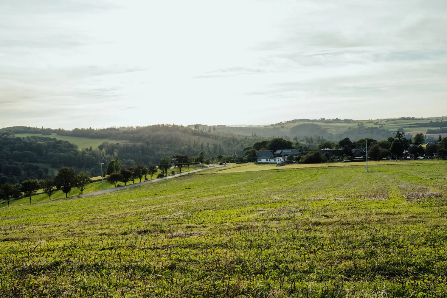 Campo abierto con lomas suaves y una hilera de árboles, con luz de tarde